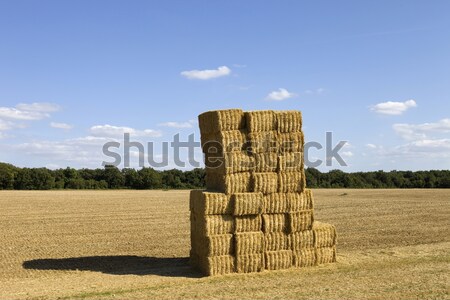 dry hay Stock photo © zittto