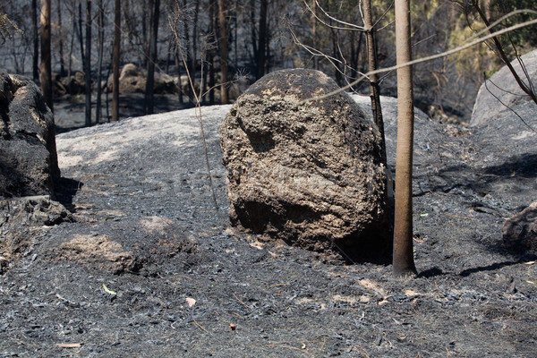 Incêndio florestal floresta enorme fogo norte Portugal Foto stock © zittto