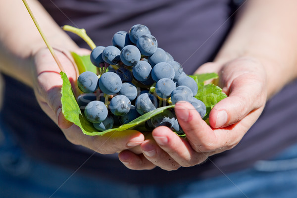 Szőlő kezek tart friss köteg szőlőskert Stock fotó © zittto