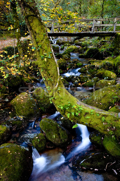 Outono rio cachoeira parque norte país Foto stock © zittto