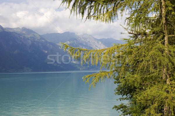Alpino lago região natureza verde parque Foto stock © zittto