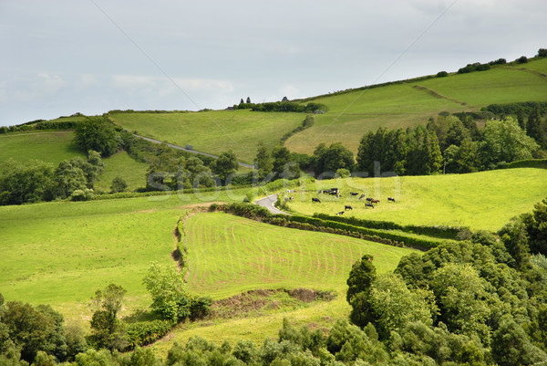 azores Stock photo © zittto