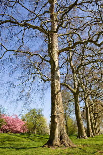 Stock photo: hyde park