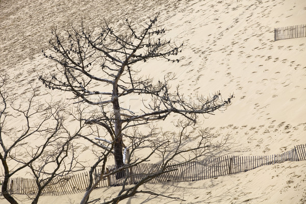 Célèbre dune dune de sable Europe plage mer [[stock_photo]] © zittto