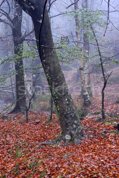 Wald Smog Baum Zukunft Urlaub Nebel Stock foto © zittto