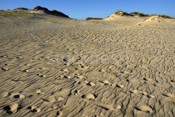 Desierto sáhara arena cielo azul resumen naturaleza Foto stock © zittto