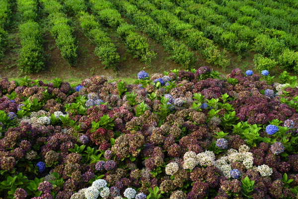 Hortensia Stock photo © zittto