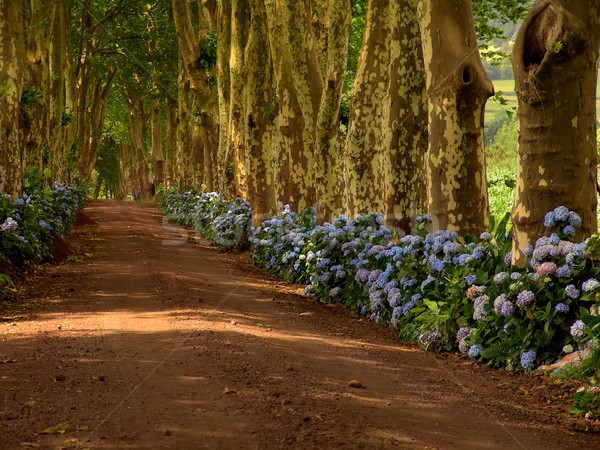 azores Stock photo © zittto