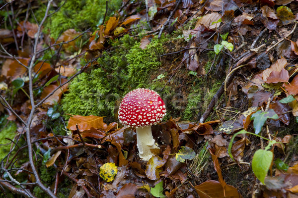 mushroom Stock photo © zittto