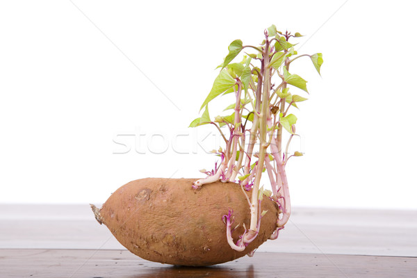 Potato sprouting Stock photo © zittto