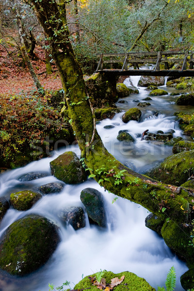 [[stock_photo]]: Rivière · cascade · parc · nord · pays · pont