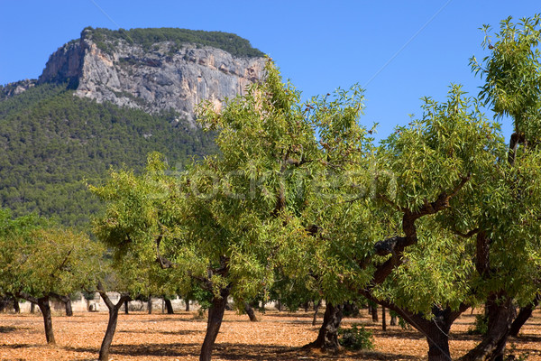 Olajbogyó fák föld mediterrán szigetek Spanyolország Stock fotó © zittto