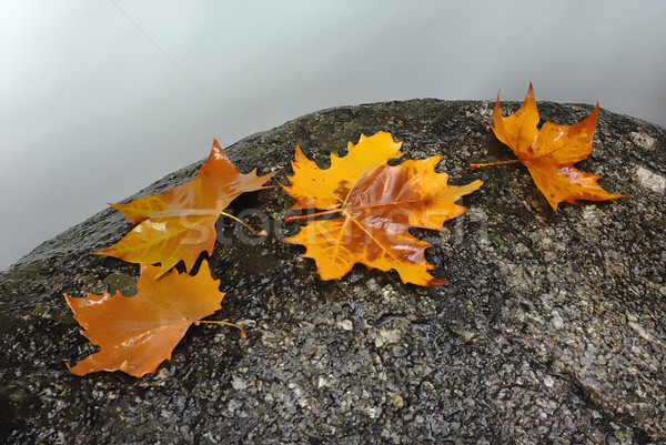 Foto stock: Hojas · hojas · de · otoño · borde · río · paisaje · verde