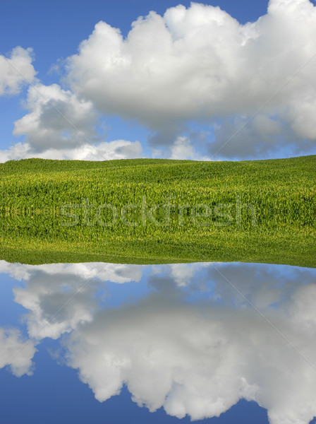 Porumb câmp verde insulă reflecţie apă Imagine de stoc © zittto