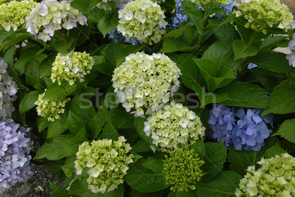 Ostern Blume Hochzeit Sonne Garten Rasen Stock foto © zittto