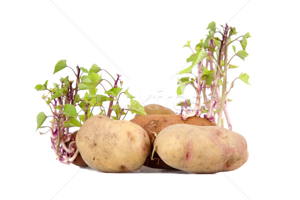 Potatoes sprouting Stock photo © zittto