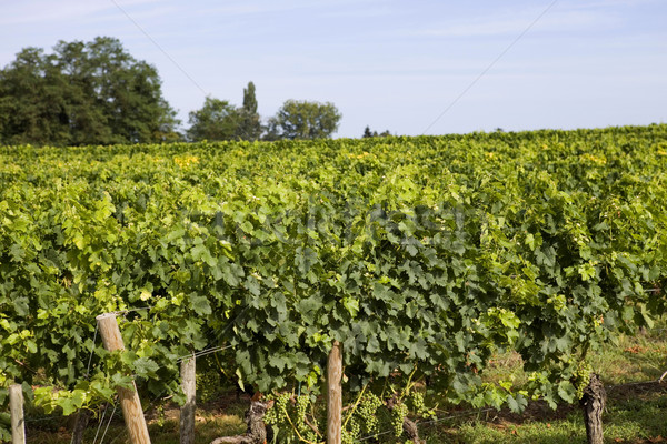 vineyard Stock photo © zittto