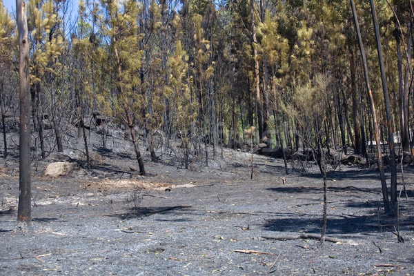 Incendios forestales forestales enorme fuego norte Portugal Foto stock © zittto