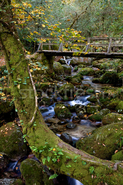 [[stock_photo]]: Rivière · faible · parc · eau · forêt · pont