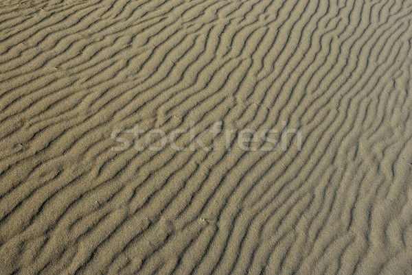 desert Stock photo © zittto