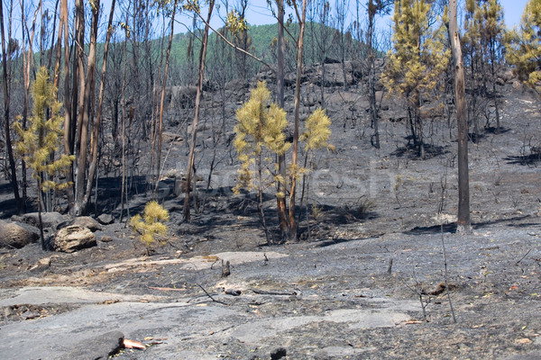 Incendios forestales forestales enorme fuego norte Portugal Foto stock © zittto