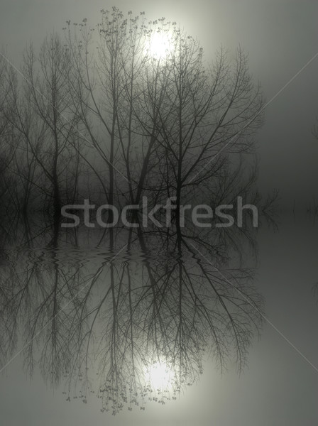 Niebla árbol sol niebla con humo forestales Foto stock © zittto