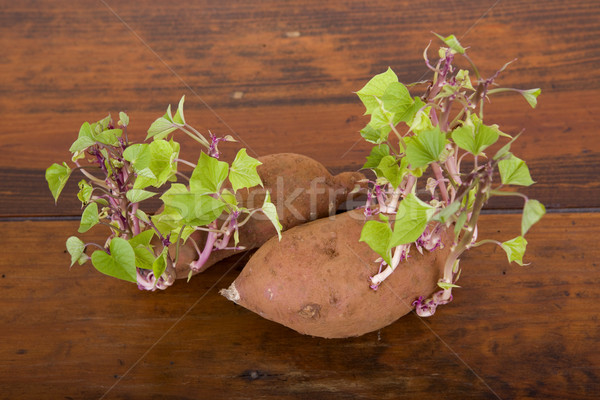 Potatoes sprouting Stock photo © zittto