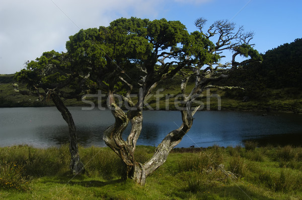 деревья древних озеро острове воды природы Сток-фото © zittto