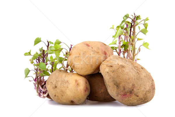 Stock photo: Potatos sprouting