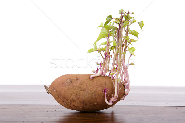 Potato sprouting Stock photo © zittto