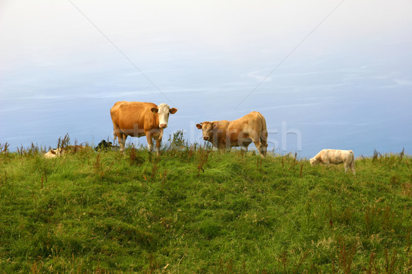 cows Stock photo © zittto