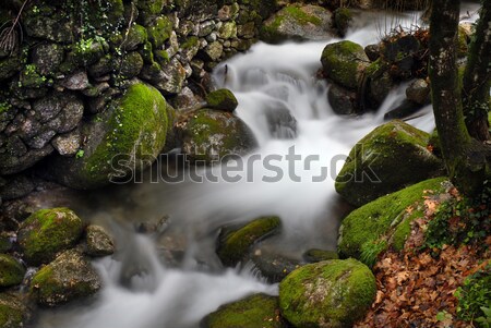 Cascade rivière forêt vie courir pierres [[stock_photo]] © zittto