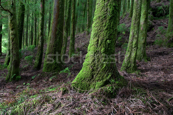 forest Stock photo © zittto