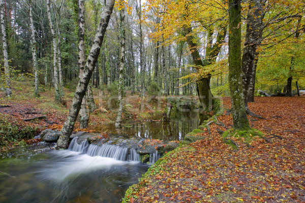 Rzeki wodospad parku na północ kraju lasu Zdjęcia stock © zittto