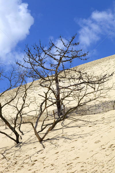 Personnes célèbre dune dune de sable Europe plage [[stock_photo]] © zittto