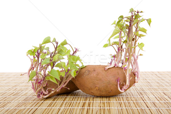 Potatoes sprouting Stock photo © zittto