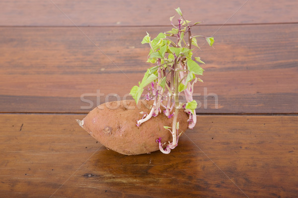Potato sprouting Stock photo © zittto