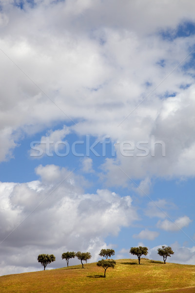 Foto stock: árboles · granja · sur · Portugal · cielo · nubes