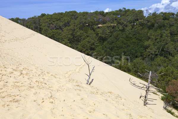 Pyla Sur Mer Stock photo © zittto