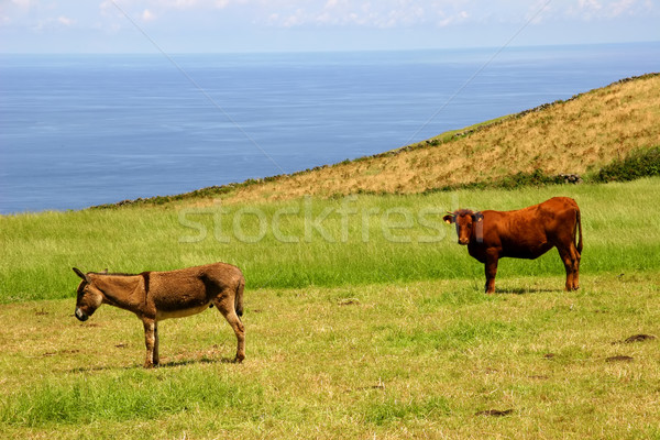 animals Stock photo © zittto