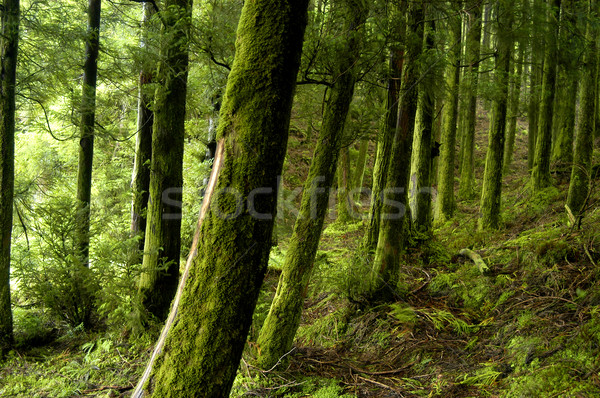 forest Stock photo © zittto