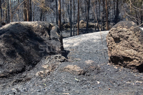 Incendios forestales forestales enorme fuego norte Portugal Foto stock © zittto