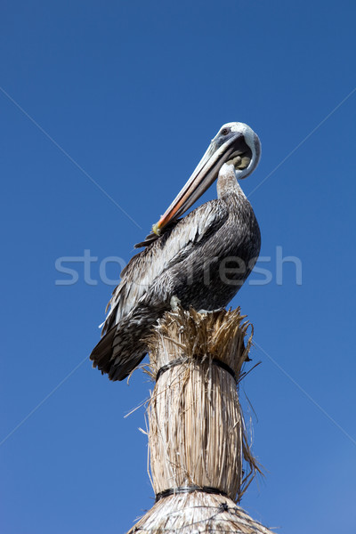 égbolt Cancun Mexikó természet madár élet Stock fotó © zittto