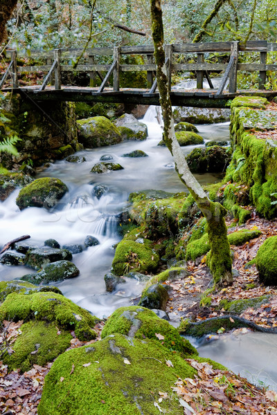 [[stock_photo]]: Rivière · cascade · parc · nord · pays · forêt