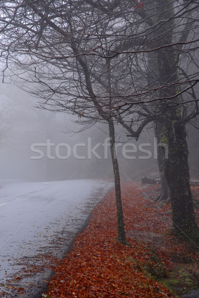Ceata si fum pădure rutier întuneric cetos zi Imagine de stoc © zittto