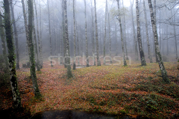 Stock photo: forest