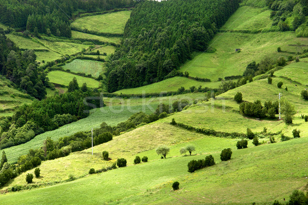 azores Stock photo © zittto