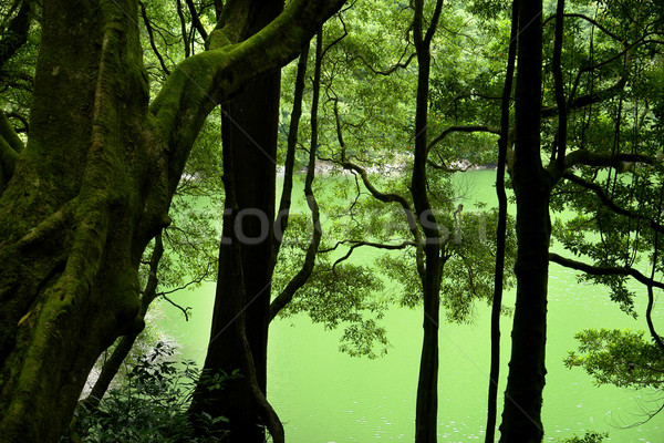 green lake Stock photo © zittto