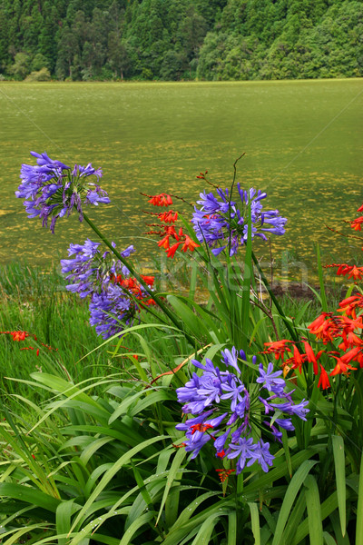 azores flowers Stock photo © zittto