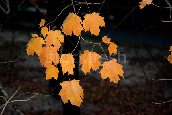 leaves Stock photo © zittto